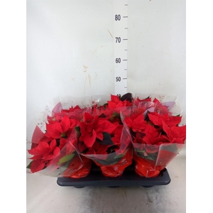 Euphorbia pulc. 'Christ Universe'