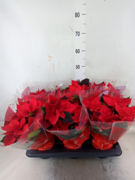 <h4>Euphorbia pulc. 'Christ Universe'</h4>