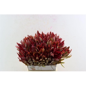 Leucad Safari Yester 50cm