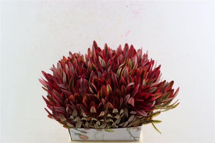 <h4>Leucad Safari Yester 50cm</h4>