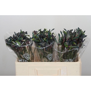 Anigozanthos Celebrations Firework