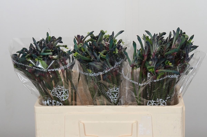 Anigozanthos Celebrations Firework