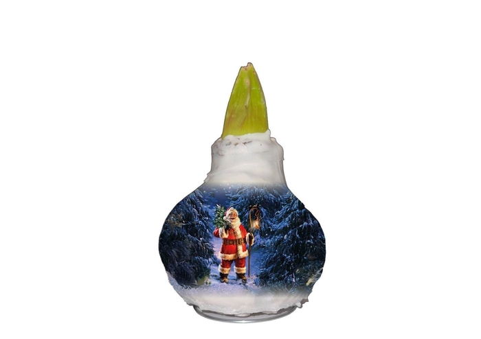 <h4>Hippeastrum gewaxt</h4>