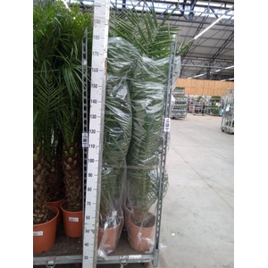 Phoenix canariensis