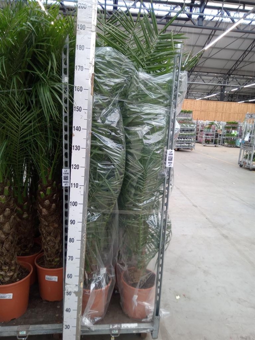 <h4>Phoenix canariensis</h4>