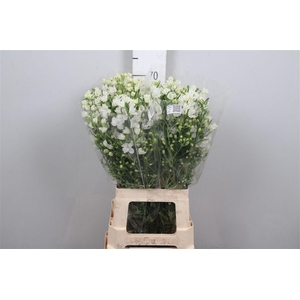 Delph En M Silky White