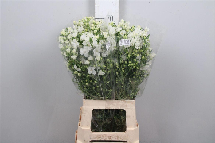 <h4>Delph En M Silky White</h4>