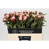 Paeonia Gardenia