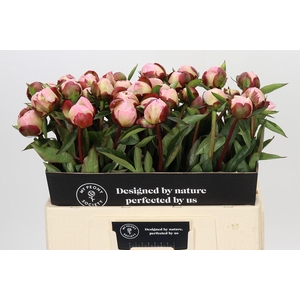 Paeonia Gardenia