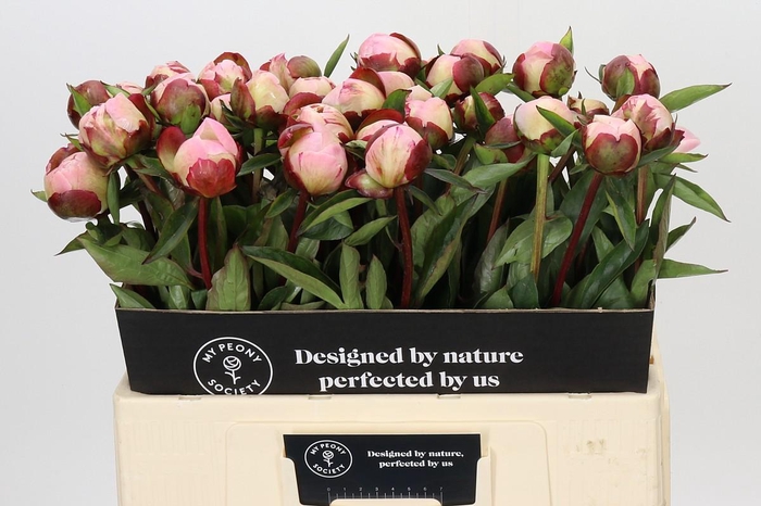 <h4>Paeonia Gardenia</h4>