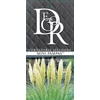 Cortaderia selloana