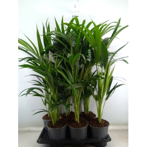 Howea forsteriana