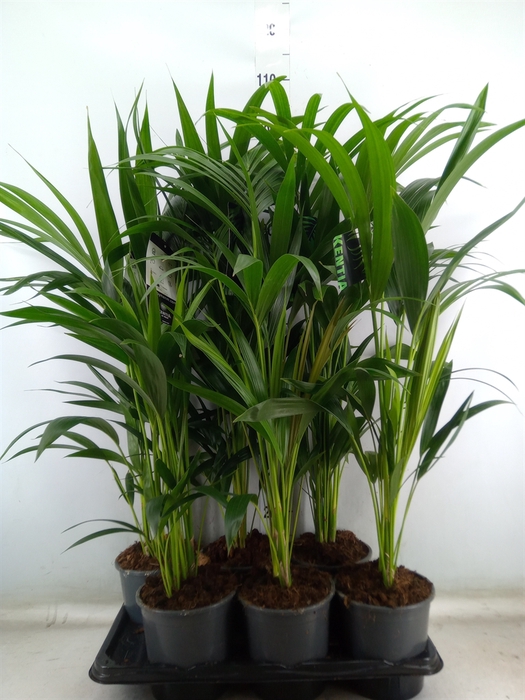 <h4>Howea forsteriana</h4>