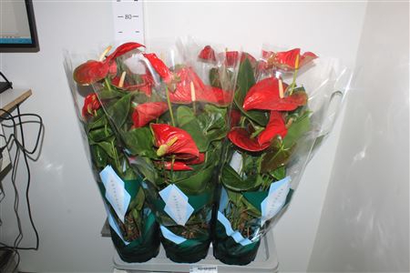 <h4>Anthu An Arebo 6+ Big Flowers</h4>