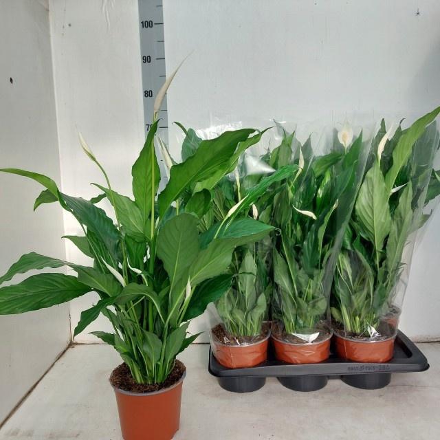 <h4>SPATH SWEET CHICO</h4>