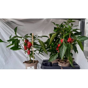 Paprika Planten