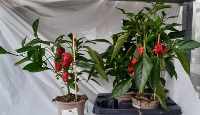 <h4>Paprika Planten</h4>