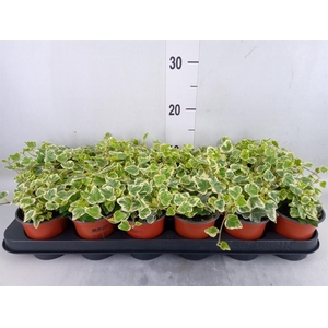 Hedera helix 'White Wonder'