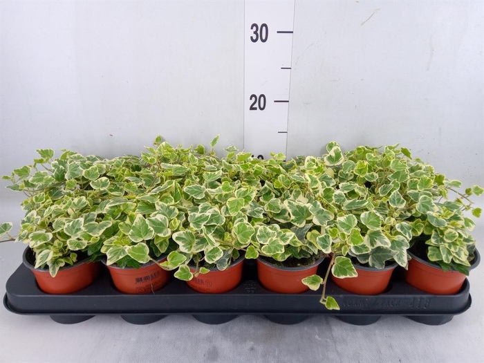 <h4>Hedera helix 'White Wonder'</h4>