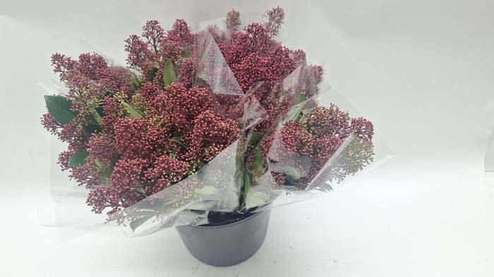 <h4>Mono Skimmia rood p/b</h4>