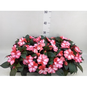 Impatiens NG 'ColPow Coral Flame'