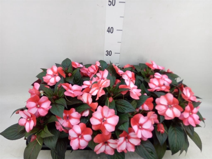 <h4>Impatiens NG 'ColPow Coral Flame'</h4>
