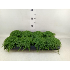 Soleirolia soleirolii   ...green