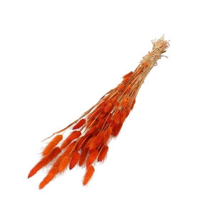 Dried flowers Lagurus 60cm 50g