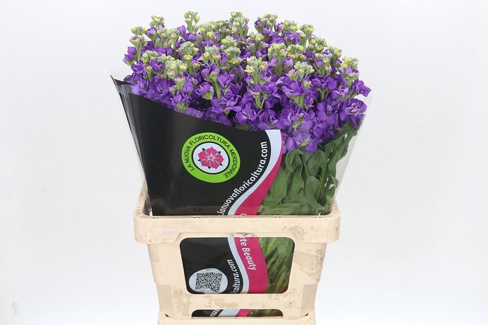 <h4>Matthiola Iron Purple</h4>