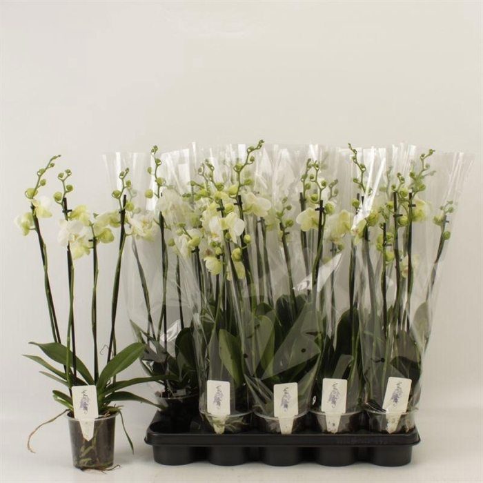 <h4>PHAL OV WIT</h4>