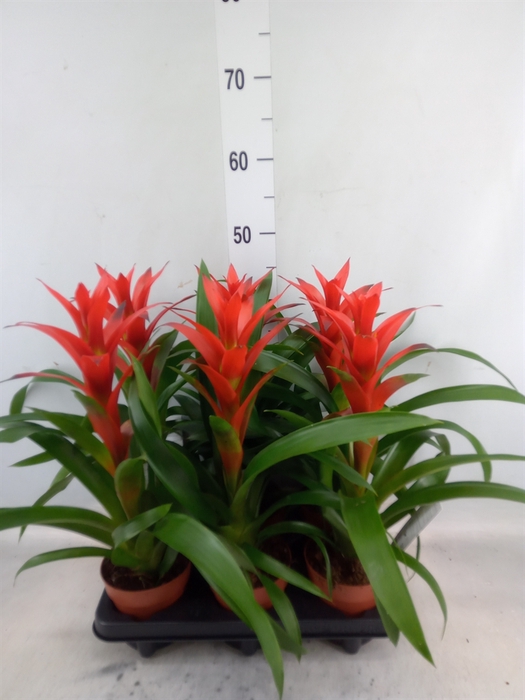 <h4>Guzmania  'Ostara'</h4>