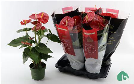 <h4>Anthu An Oklahoma 5-6 Bloemen+ P17.</h4>