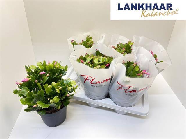 <h4>SCHLUMB FLAME GEM</h4>