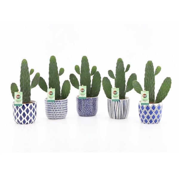 <h4>Opuntia rubescens Consolea in Delft Blue keramiek</h4>