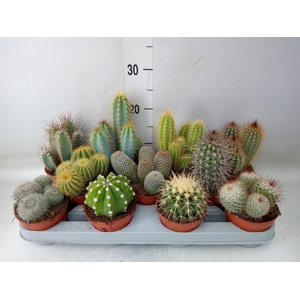 Cactus   ...mix