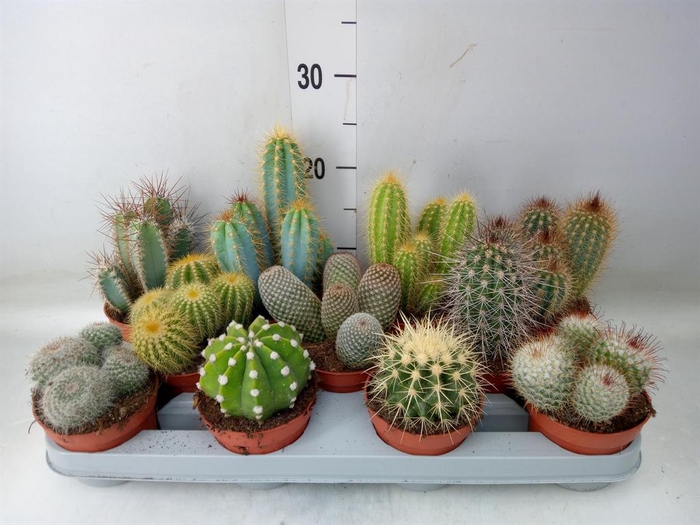 <h4>Cactus   ...mix</h4>