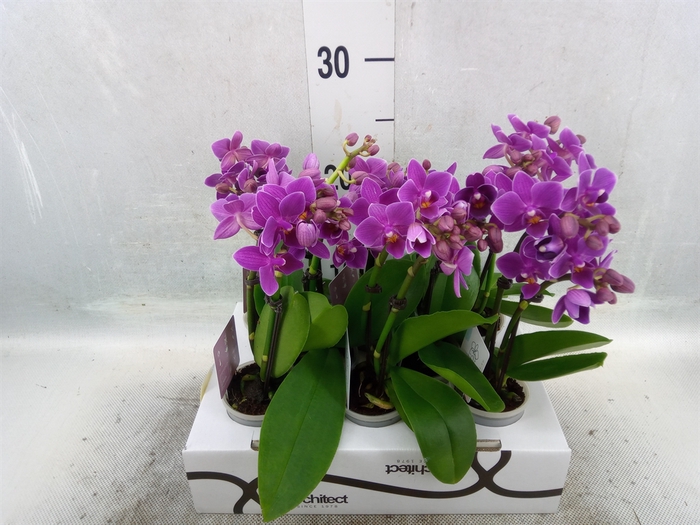 <h4>Phalaenopsis   ...mini</h4>