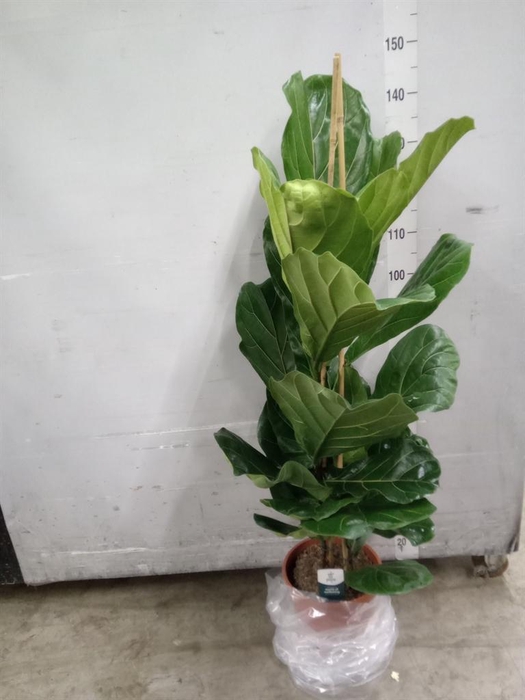 <h4>Ficus lyrata</h4>