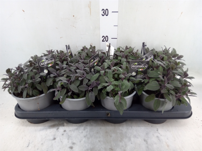 <h4>Salvia officinalis 'Purpurascens'</h4>