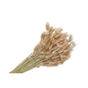 Dry Lagurus 60cm P/bos A 100 Gram