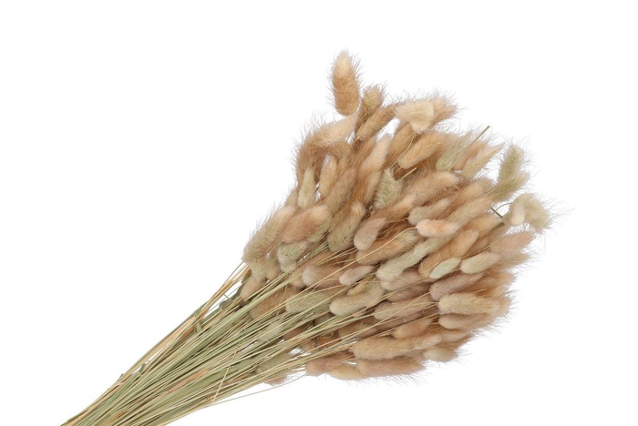 Dry Lagurus 60cm P/bos A 100 Gram