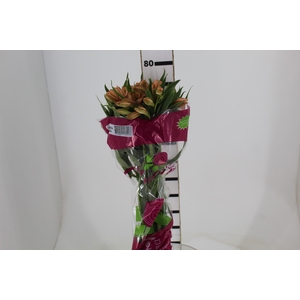 ALSTROEMERIA CANYON 080 CM