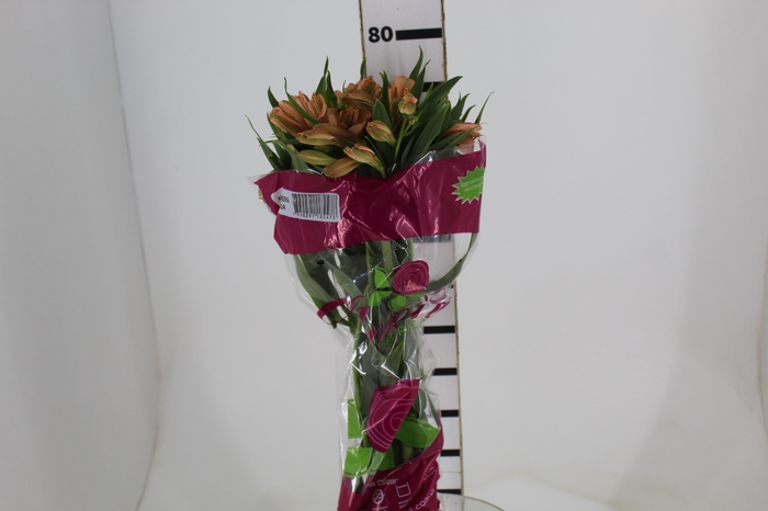 <h4>ALSTROEMERIA CANYON 080 CM</h4>
