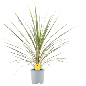 Cordyline Australis Variegata - 24cm