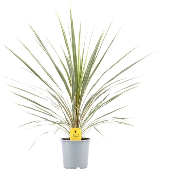 <h4>Cordyline Australis Variegata - 24cm</h4>