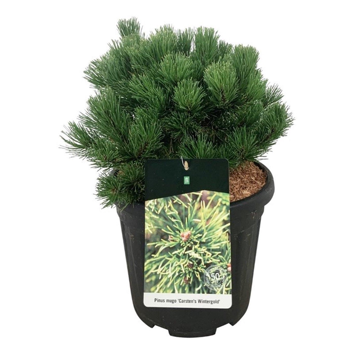 <h4>Pinus mugo 'Carsten's Wintergold'</h4>