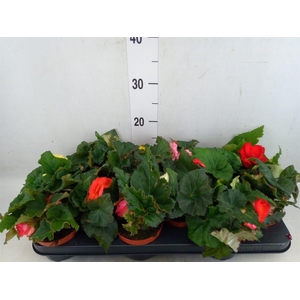 Begonia tuber.   ...