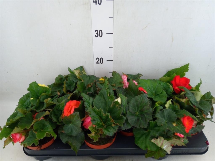 <h4>Begonia tuber.   ...</h4>