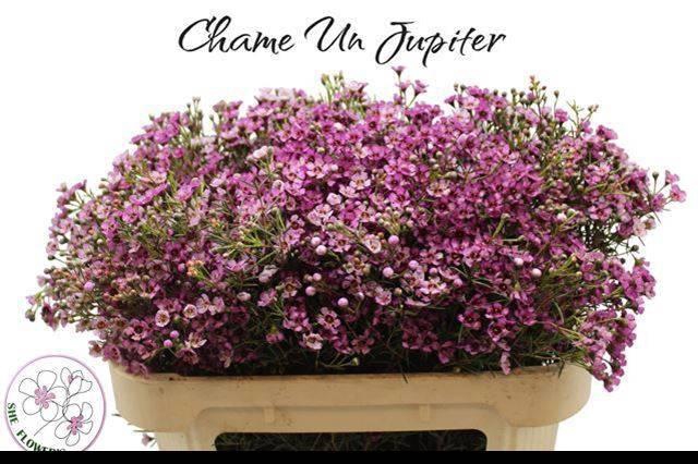 <h4>CHAME UN JUPITER</h4>