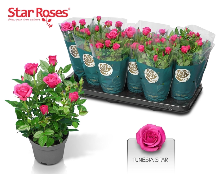 <h4>RO PURPLE STAR</h4>